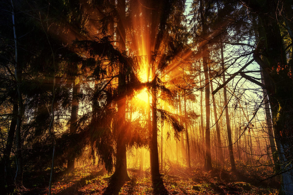 Sonnenaufgang im Wald Fototipps printolino